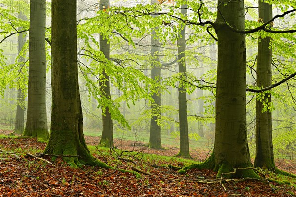 Beech forest with fog in early spring