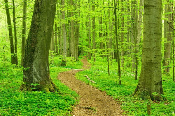 Hiking trail winds through semi-natural beech forest in spring