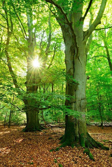 Light-flooded untouched beech forest in the early morning