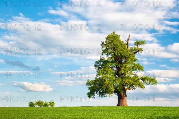 Solitary old oak tree on green field in spring