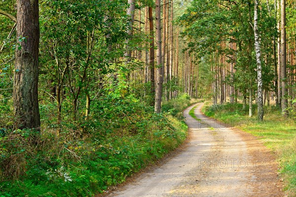 Sandy forest path meanders through typical northern German pine forest