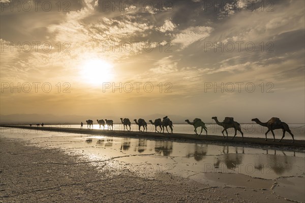 Camels loaded with rock salt plates walk through a salt lake