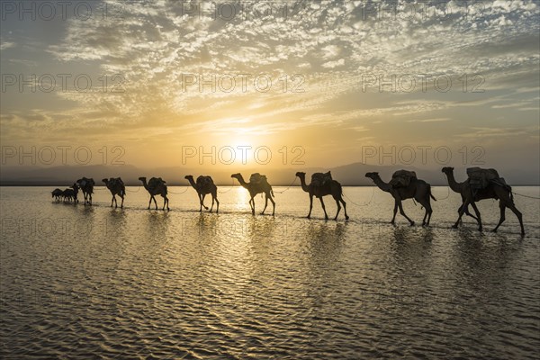 Camels loaded with rock salt plates walk through a salt lake