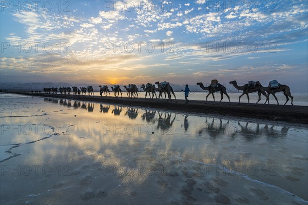 Camels loaded with rock salt slabs walk at sunset through a salt lake