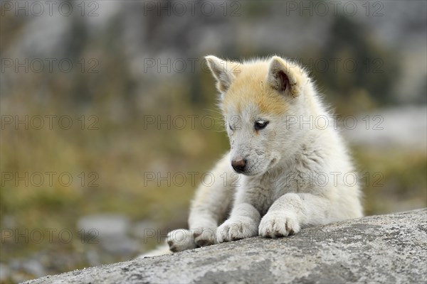 Young Greenlandic dog sitting on rocky plateau