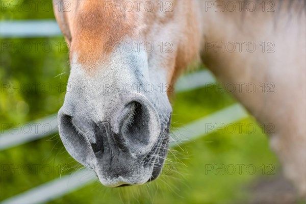 Nostrils of a light brown horse