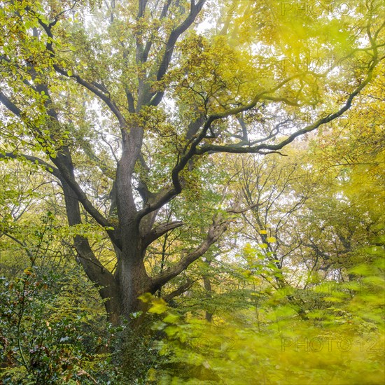 Autumn in the jungle Baumweg