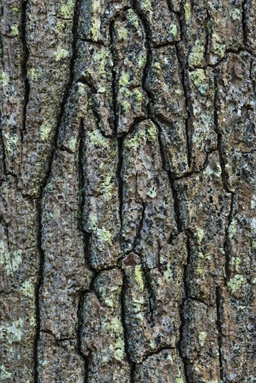 Bark of a Oak