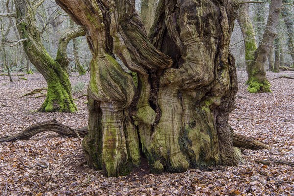 Intergrown trunk of an old beech