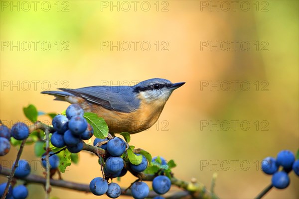 Nuthatch