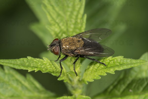 Blowfly