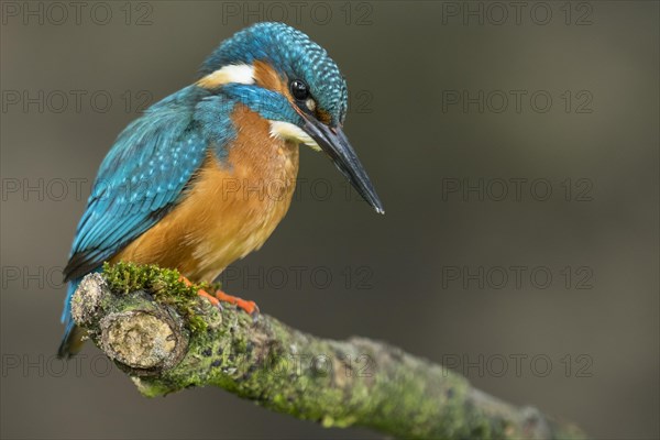 Common kingfisher