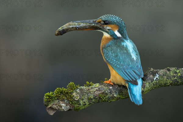 Common kingfisher