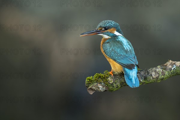 Common kingfisher