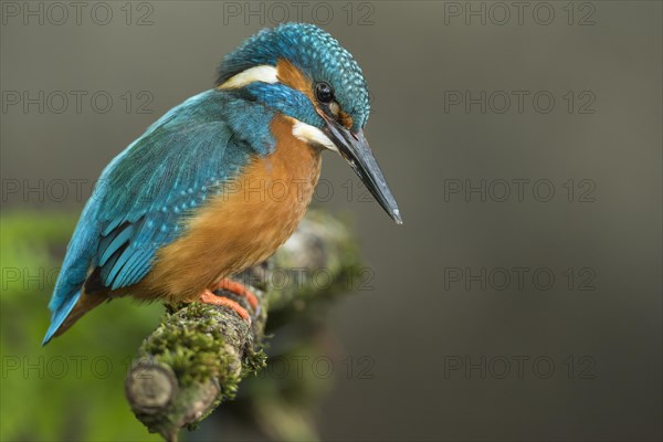 Common kingfisher