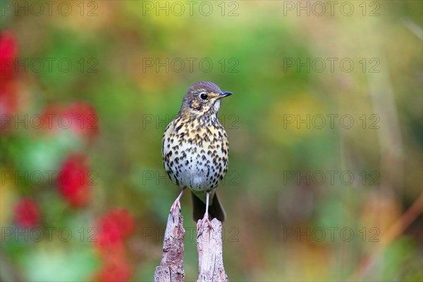 Song thrush