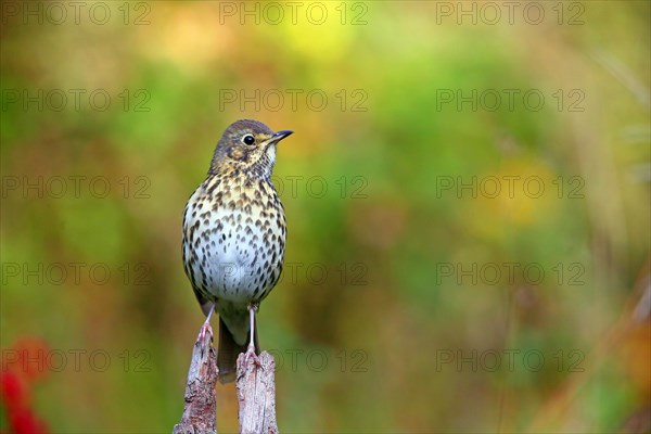 Song thrush