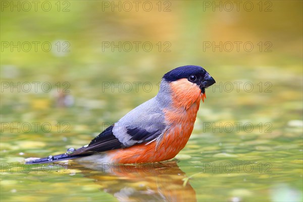 Eurasian bullfinch