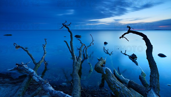 Tree trunks on the beach after sunset