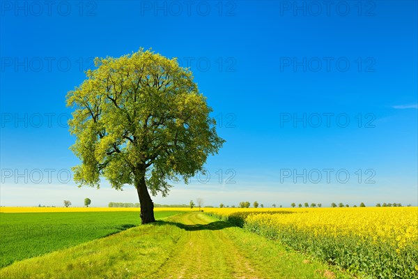 Cultural landscape in spring