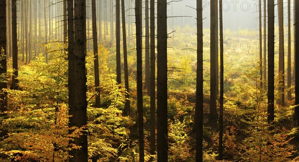 Spruce forest with clear cutting and beginning rejuvenation by beech trees in autumn