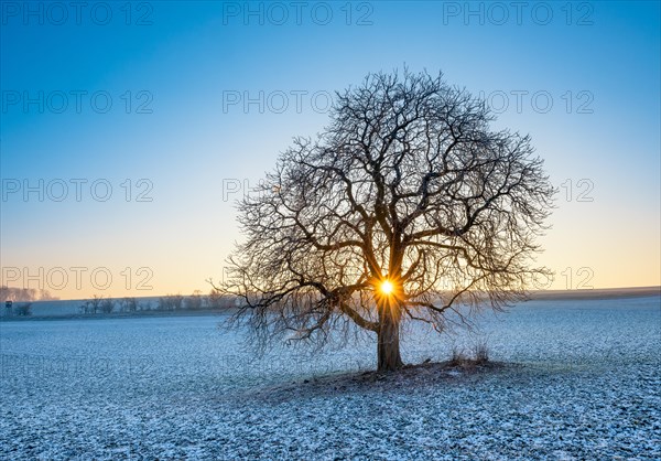 Sun shines through solitary horse chestnut Aesculus on field with little snow in winter
