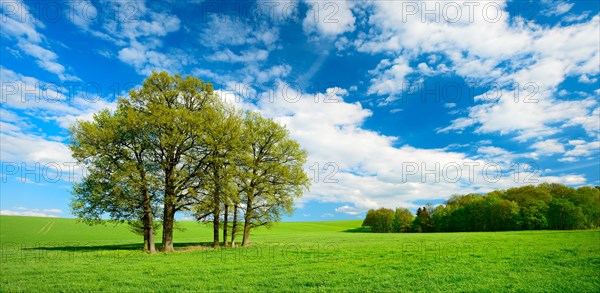 Green meadow with group of trees in spring