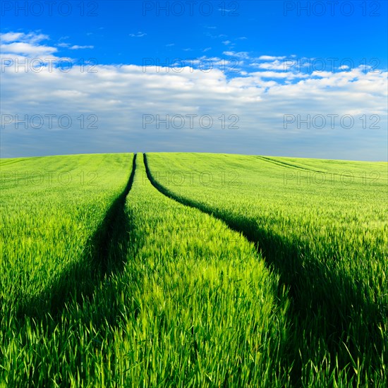 Hill with green cornfield in spring under blue sky with clouds