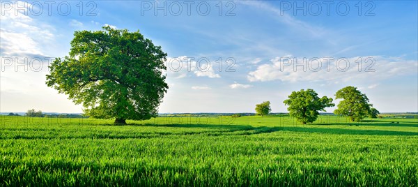 Huge old gnarled oaks on green meadows in spring under a blue sky