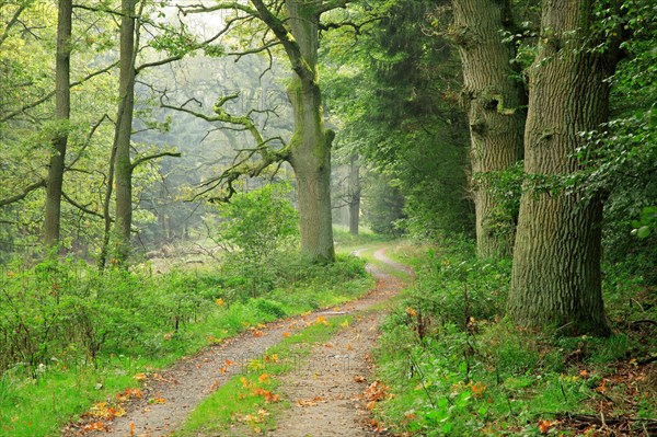 Hiking trail through atmospheric misty forest