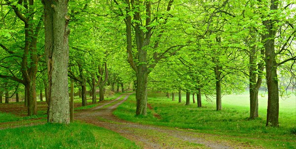 Chestnut alley in spring