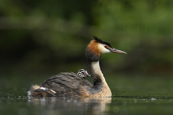 Great crested grebe