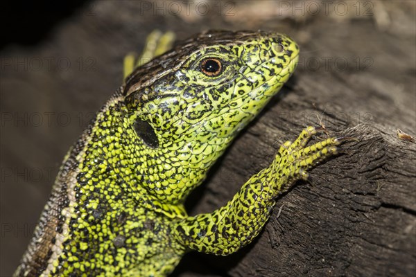 Male Sand lizard