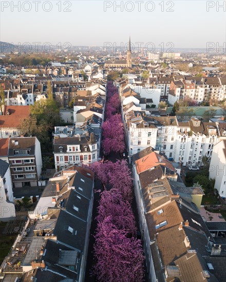 Flowering cherry trees in Heerstrasse