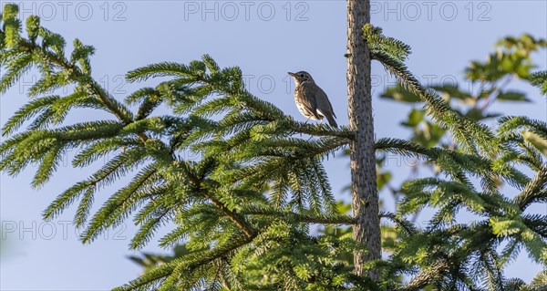 Song thrush