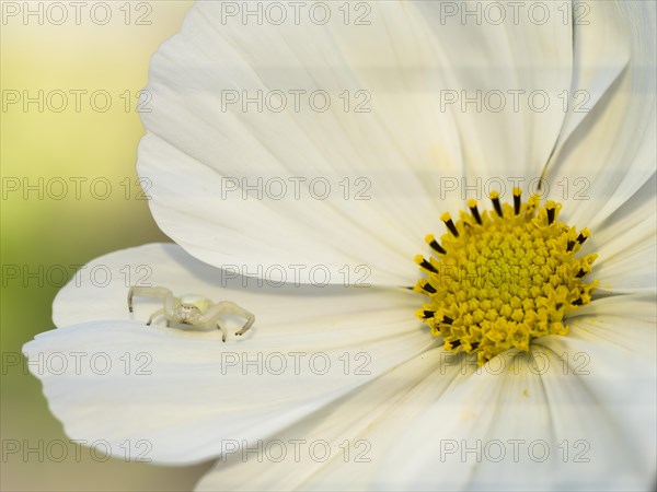 Goldenrod crab spider