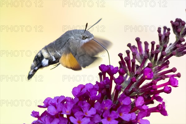 Hummingbird hawk-moth