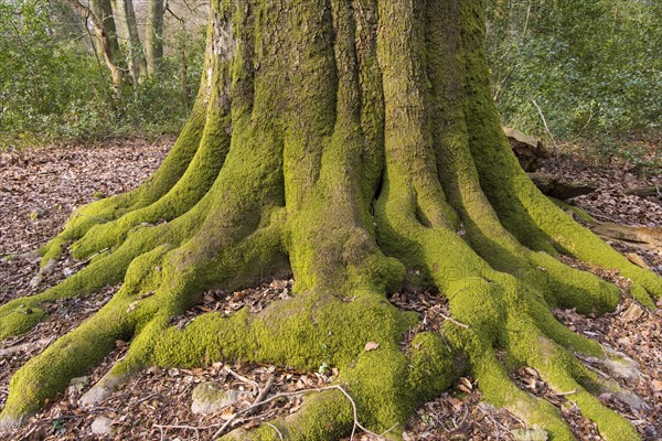 Moss-covered roots of an old beech