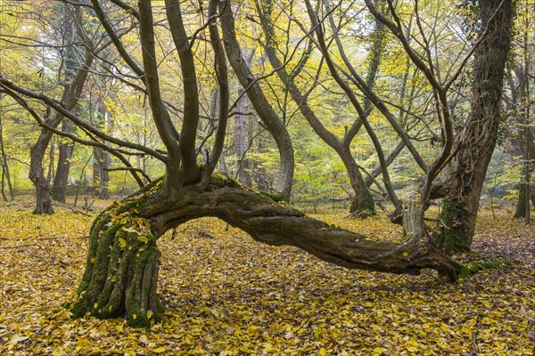 Overgrown tree trunk