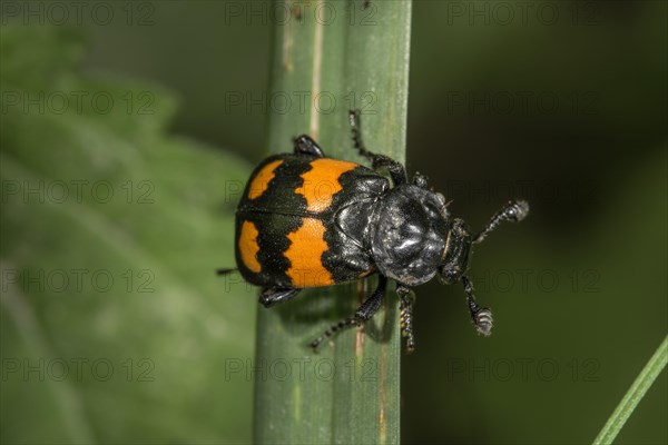 Nicrophorus vespilloides