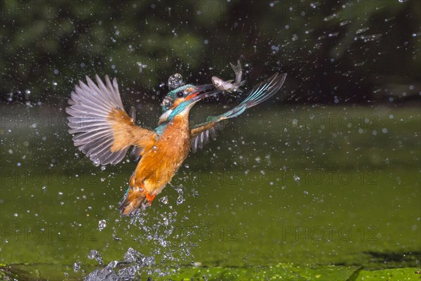 Busted Common kingfisher