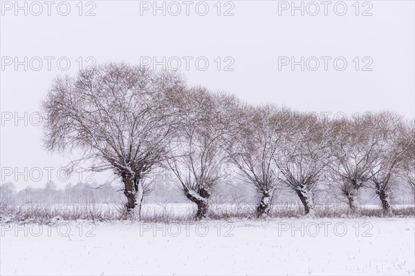 Pollarded willows in snow