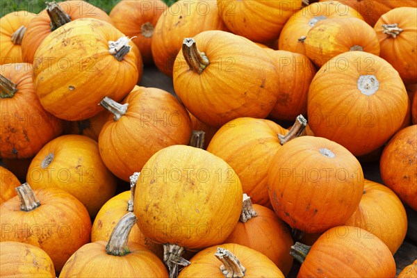 Pumpkins Halloween