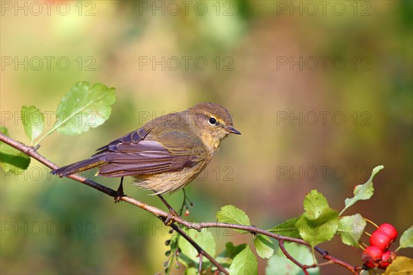 Common chiffchaff or