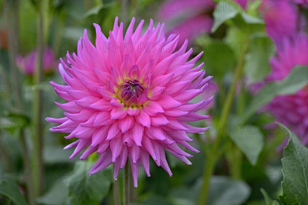 Decorative Dahlia