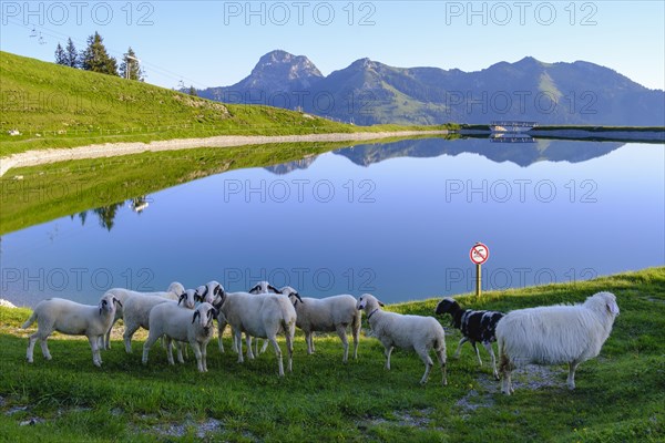 Sheep at the Walleralm reservoir