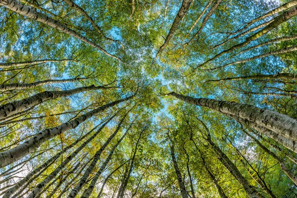 Birch forest