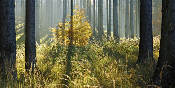 Sunny spruce forest in autumn
