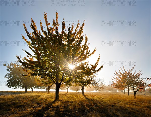 Meadow orchard with morning mist in autumn