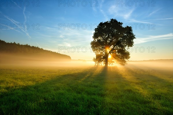 Oak in morning mist in a meadow with dew